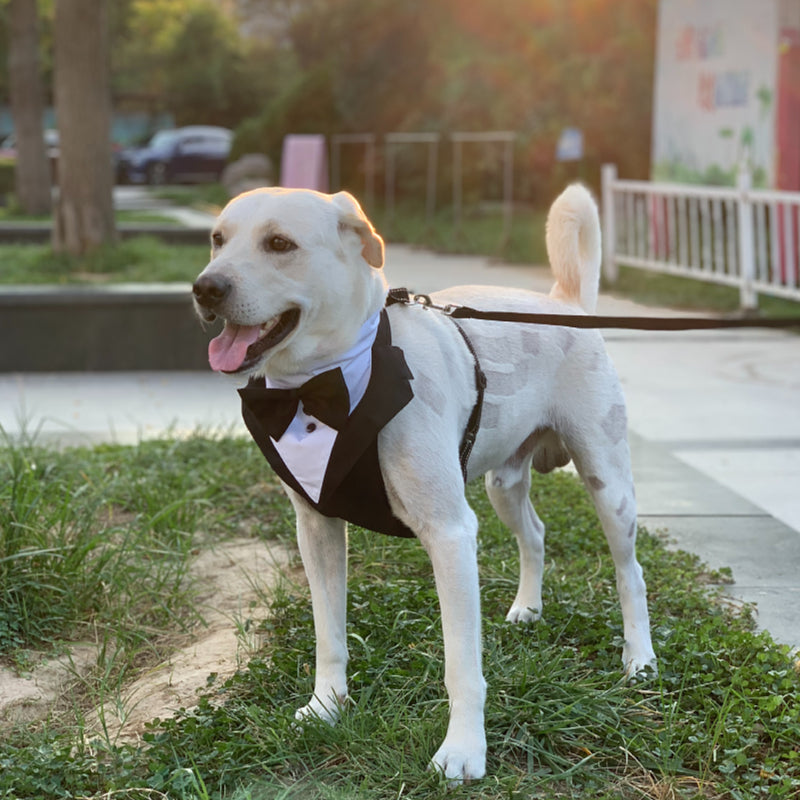 Pet Dog Clothes Suit Bow Tie Neck Scarf Harness Small Medium Large Dog Wedding Dress Suit Leash