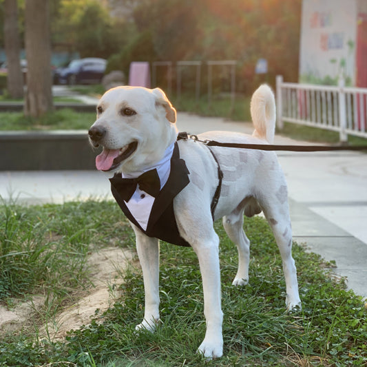 Pet Dog Clothes Suit Bow Tie Neck Scarf Harness Small Medium Large Dog Wedding Dress Suit Leash