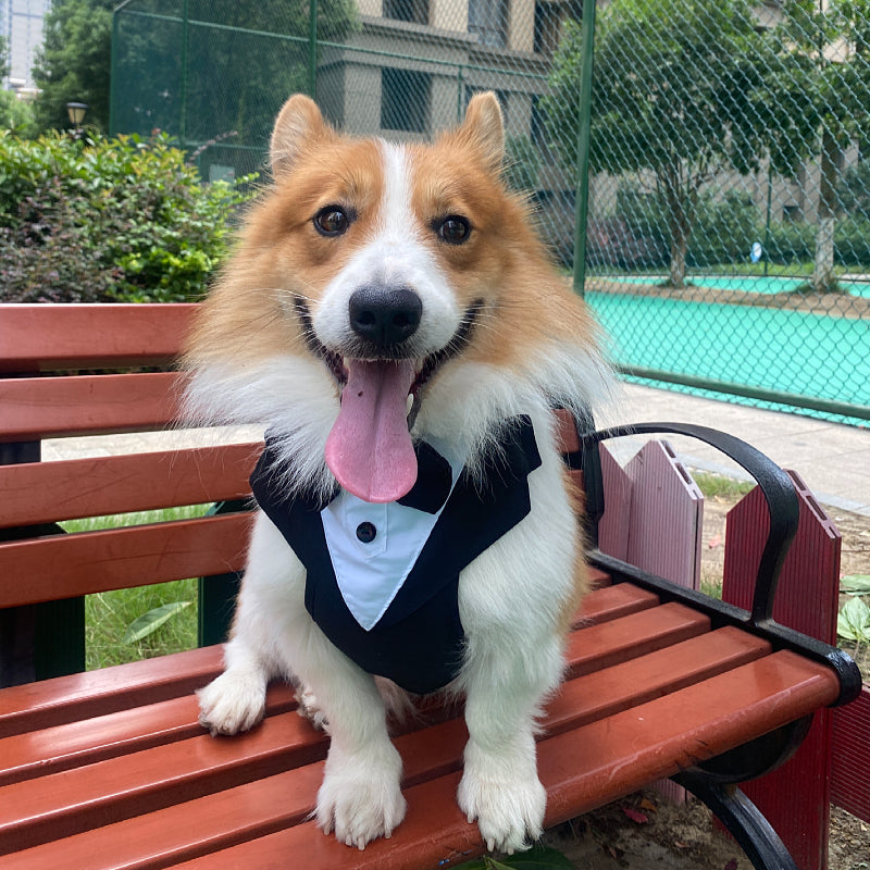 Pet Dog Clothes Suit Bow Tie Neck Scarf Harness Small Medium Large Dog Wedding Dress Suit Leash