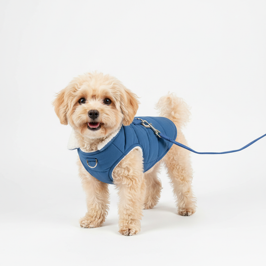 Blue Dog Winter Vest