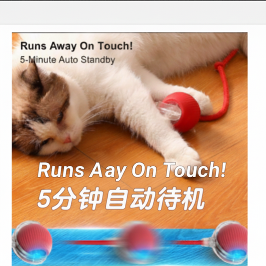 Cat Ball Toy - English Text